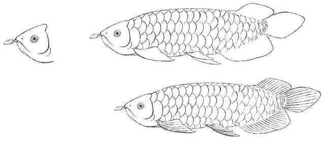 工筆畫金龍魚有哪些流派？
