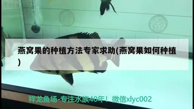 龍魚配魟魚（龍魚和魟魚混養(yǎng)水溫調(diào)多少）