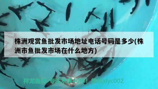 <strong><mark>株洲</mark></strong>觀賞魚批發市場地址電話號碼是多少(<strong><mark>株洲</mark></strong>市魚批發市場在什么地方)