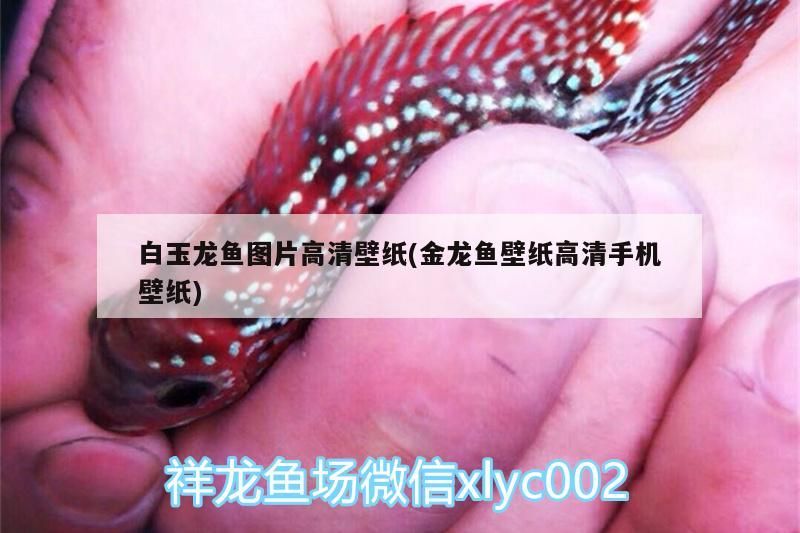 <strong><mark>白玉</mark></strong>龍魚圖片高清壁紙(金龍魚壁紙高清手機壁紙)