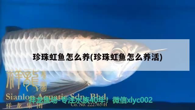 龍魚干蝦有營養嗎 珍珠虹魚怎么養(珍珠虹魚怎么養活) 觀賞魚百科 珍珠虹魚怎么養(珍珠虹魚怎么養活) 珍珠虹魚怎么養(珍珠虹魚怎么養活) 觀賞魚百科