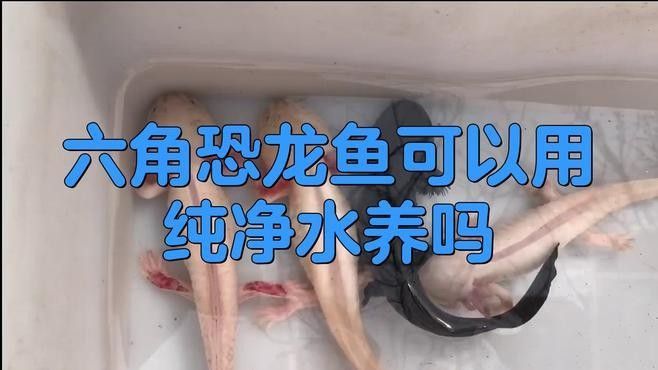 如何保持六角龍魚的水質清潔