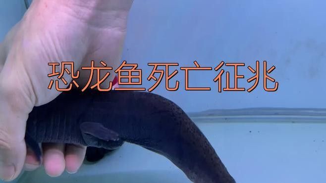 恐龍魚和恐龍王魚哪個更聰明？