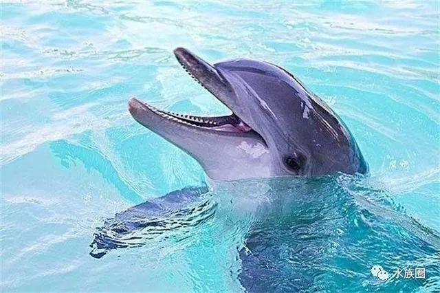 恐龍魚和恐龍王魚哪個更聰明？
