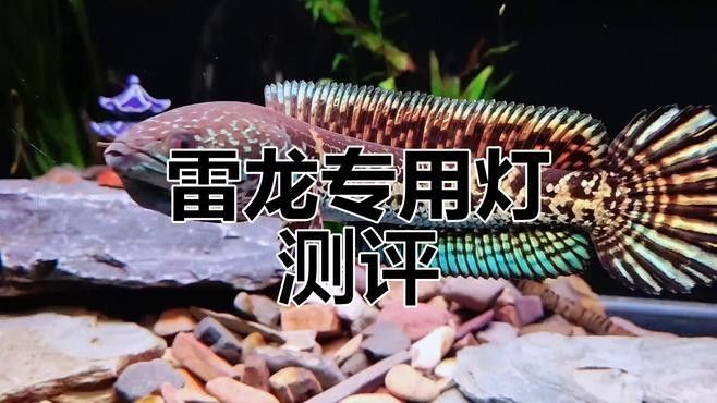 雷龍魚缸的照明設備如何選擇