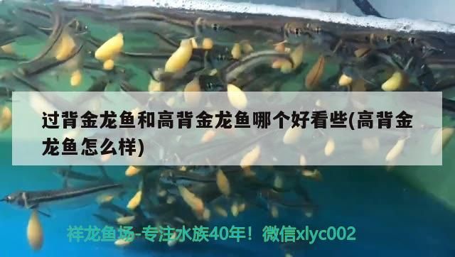 銀川龍魚專賣店(銀川那家魚好吃) 觀賞魚百科 第1張 銀川龍魚專賣店(銀川那家魚好吃) 銀川龍魚專賣店(銀川那家魚好吃) 觀賞魚百科 第1張