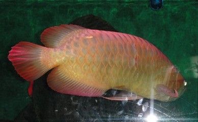 六角恐龍魚最大能長多長（六角恐龍魚最大能長多長的）