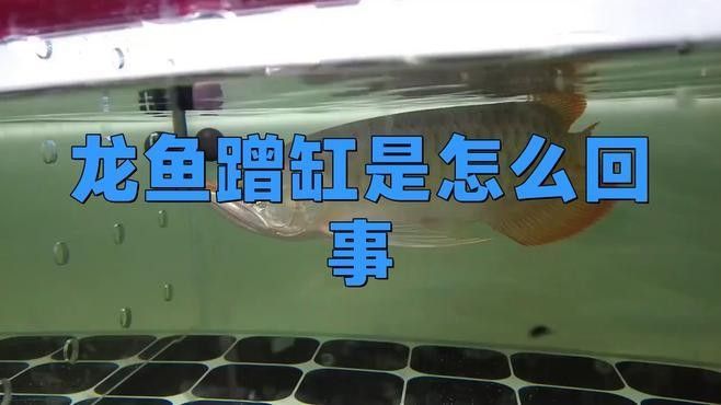 換水后金龍魚一直蹭缸怎么辦（金龍魚換水后蹭缸應對策略來啦法師喵小蔣為什么有話說）
