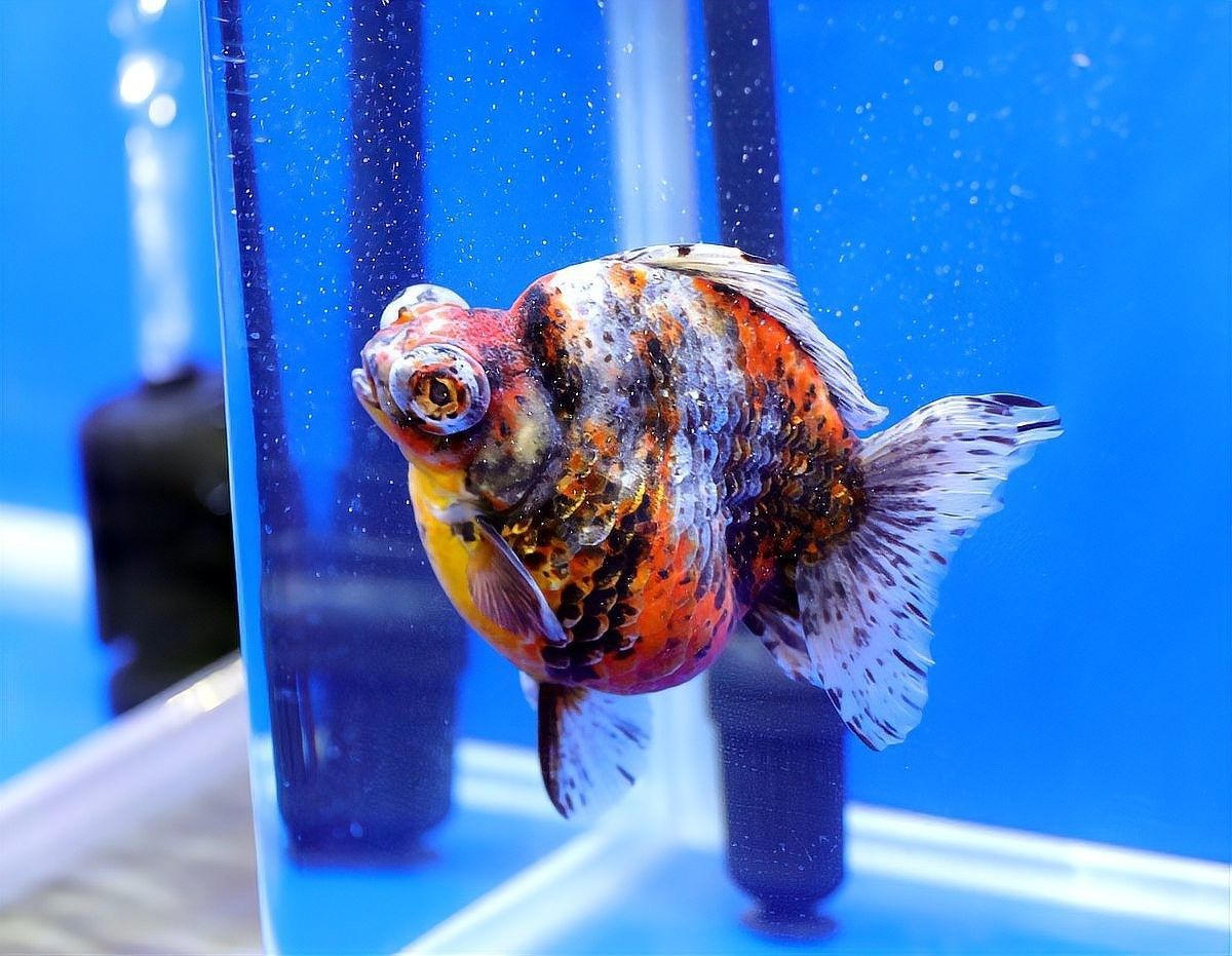 換水后金龍魚一直蹭缸怎么辦（金龍魚換水后蹭缸應對策略來啦法師喵小蔣為什么有話說）