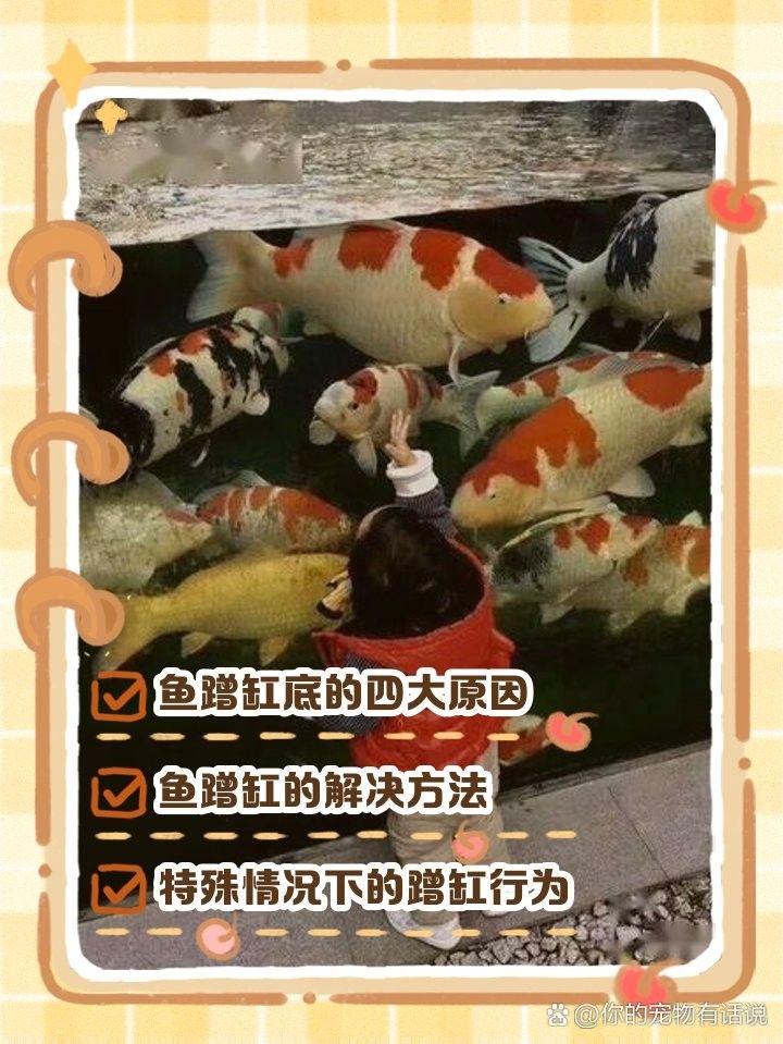 換水后金龍魚一直蹭缸怎么辦（金龍魚換水后蹭缸應對策略來啦法師喵小蔣為什么有話說）