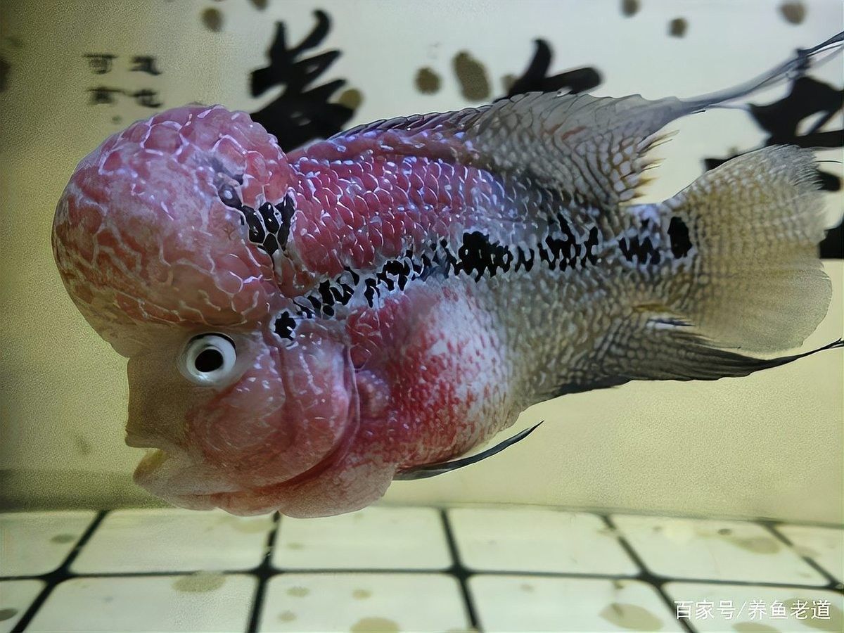 換水后金龍魚一直蹭缸怎么辦（金龍魚換水后蹭缸應對策略來啦法師喵小蔣為什么有話說）