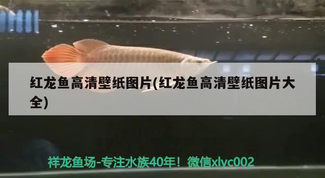 紅龍魚高清壁紙圖片(紅龍魚高清壁紙圖片大全)