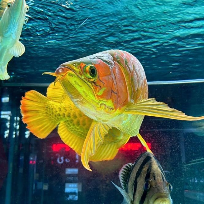 鐵干龍魚屬于什么檔次（“鐵干龍魚”價格是多少鐵干龍魚的品質檔次劃分為多少）