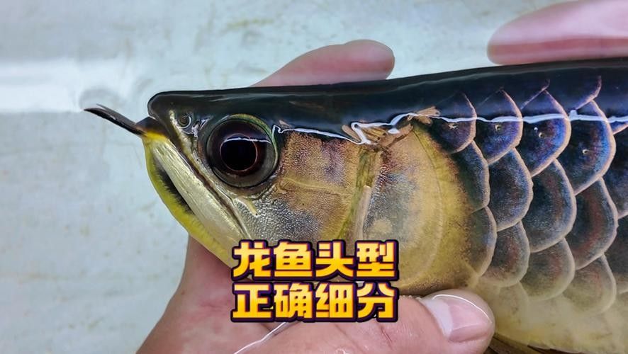 鐵干龍魚屬于什么檔次（“鐵干龍魚”價格是多少鐵干龍魚的品質檔次劃分為多少）