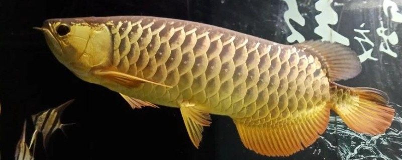 金龍魚吃什么發色比較快（新三農，養龍魚如何選對飼料讓發色更驚艷） 金龍魚吃什么發色比較快（新三農，養龍魚如何選對飼料讓發色更驚艷） 觀賞魚百科 第4張