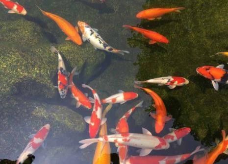 龍魚養殖加盟需要哪些條件（加盟金龍魚需要什么條件有哪些要求）