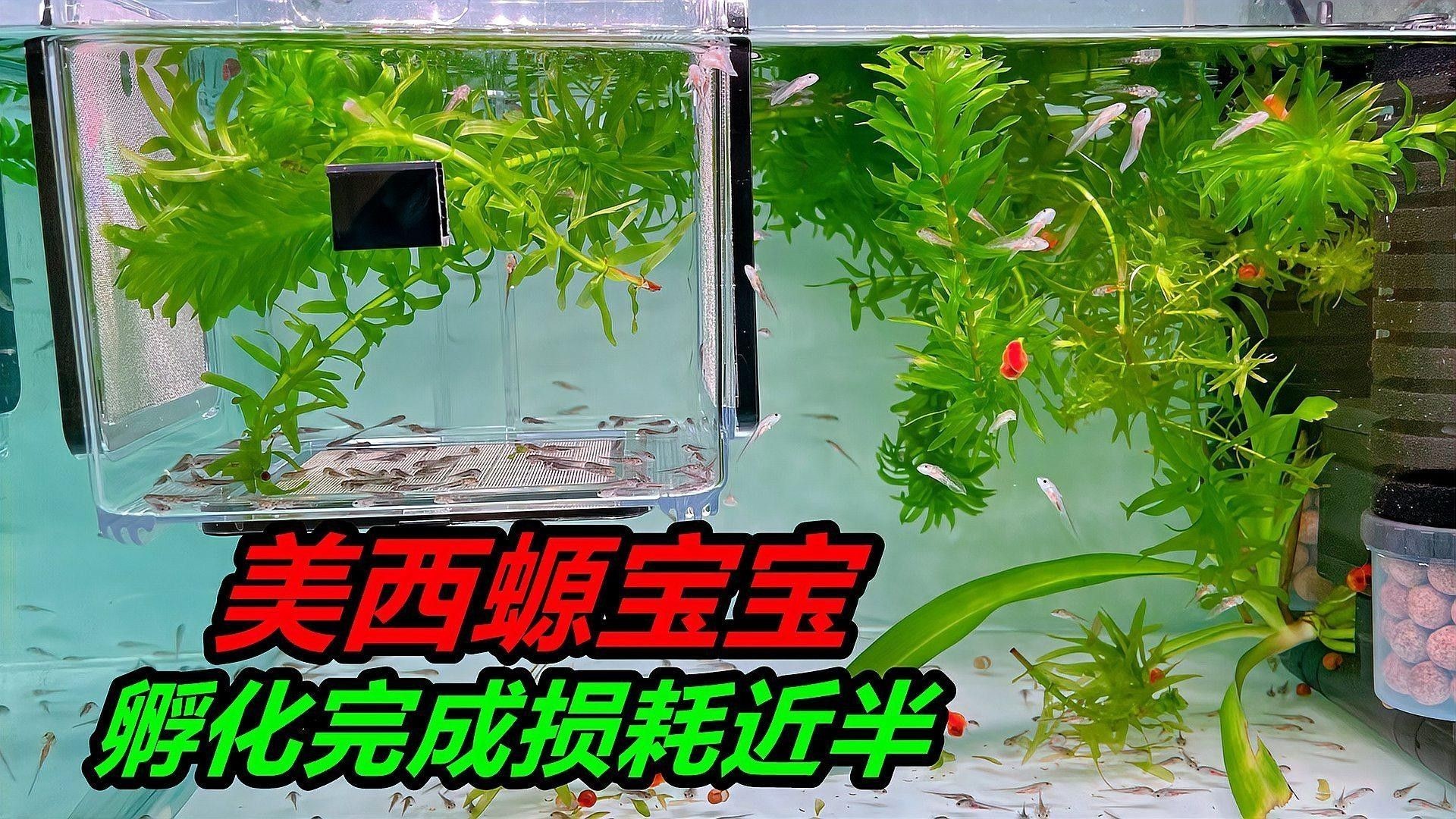 恐龍魚在繁殖期有哪些行為（六角恐龍魚在繁殖期會表現出以下典型行為特征）