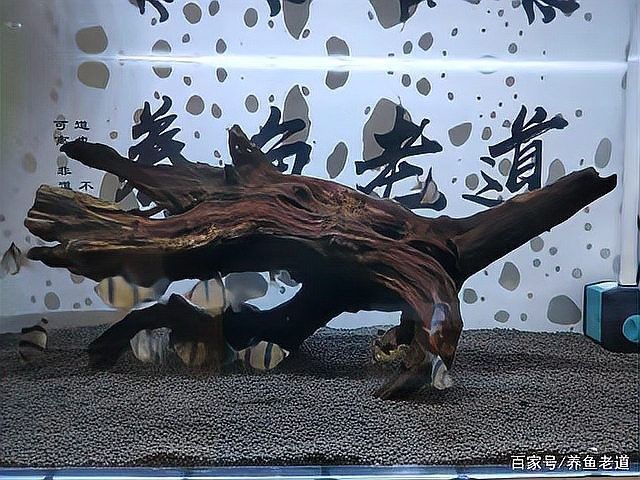 如何減少魚缸中的菌膜？（如何減少魚缸中的菌膜）