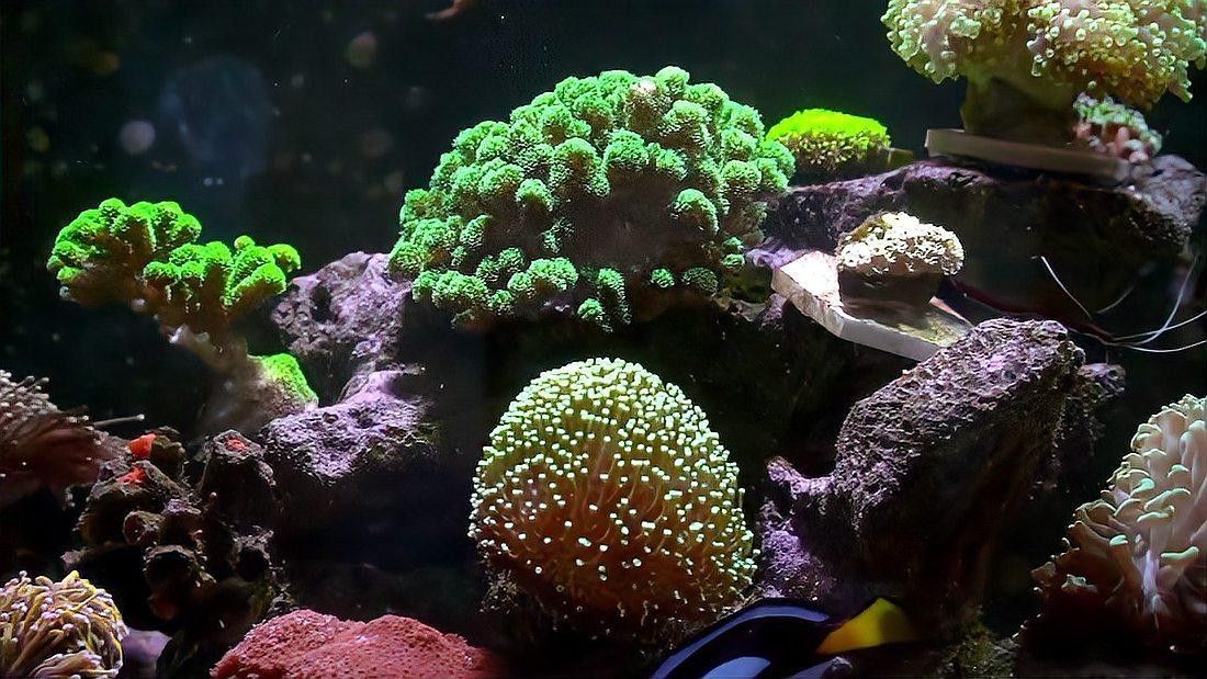 如何減少魚缸中的菌膜？（如何減少魚缸中的菌膜）
