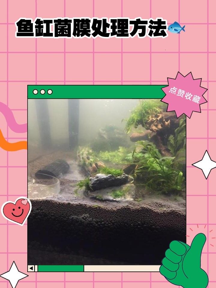 如何減少魚缸中的菌膜？（如何減少魚缸中的菌膜）