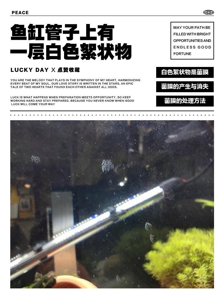 如何減少魚缸中的菌膜？（如何減少魚缸中的菌膜）