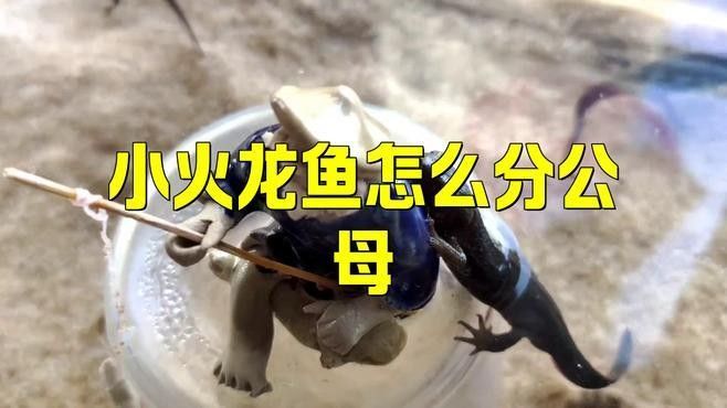 如何區(qū)分火龍魚的公母？