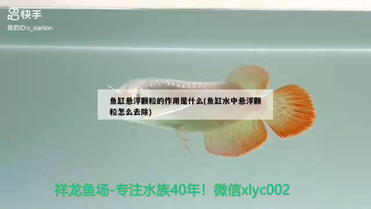 魚缸懸浮顆粒的作用是什么(魚缸水中懸浮顆粒怎么去除) 魚缸懸浮顆粒的作用是什么(魚缸水中懸浮顆粒怎么去除) 觀賞魚百科