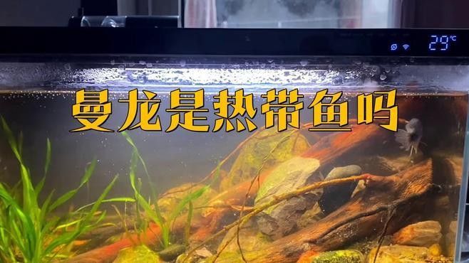 三星曼龍魚(yú)的最佳飼養(yǎng)溫度是多少（三星曼龍魚(yú)的最佳飼養(yǎng)溫度是多少度揭秘養(yǎng)魚(yú)達(dá)人的秘密技巧）