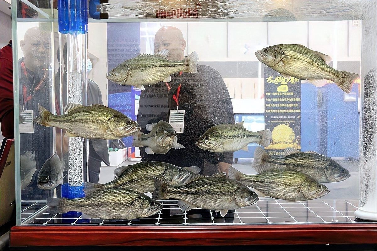 三星曼龍魚(yú)的最佳飼養(yǎng)溫度是多少（三星曼龍魚(yú)的最佳飼養(yǎng)溫度是多少度揭秘養(yǎng)魚(yú)達(dá)人的秘密技巧）