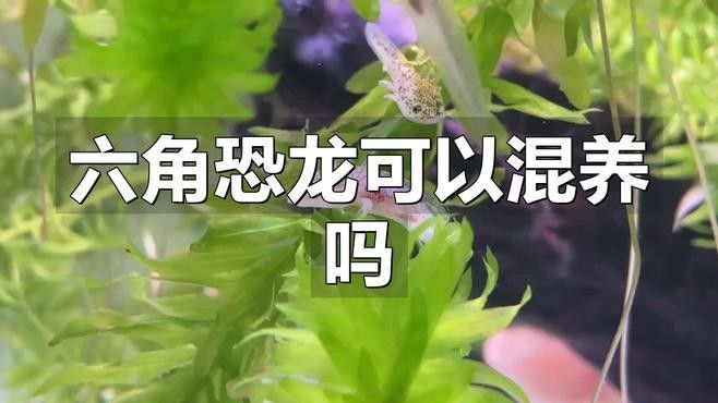 恐龍魚適合和哪些魚類混養（六角恐龍可以和什么一起養）