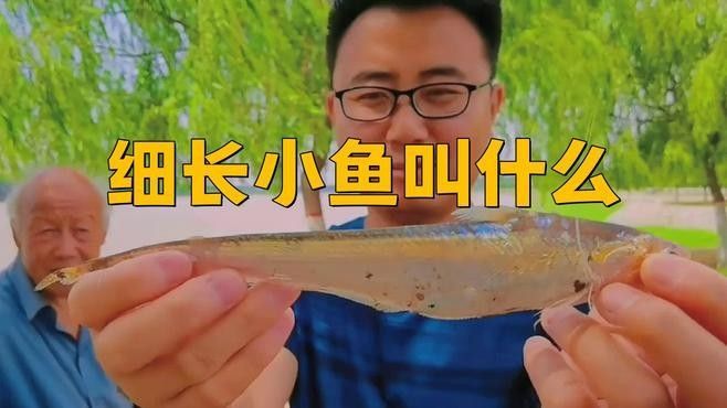 很小很細像線一樣的魚