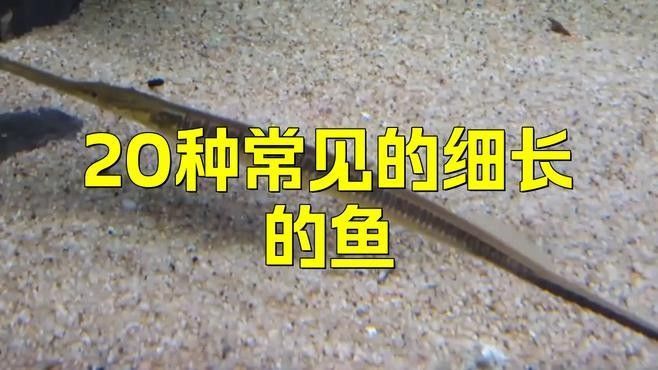 很小很細像線一樣的魚