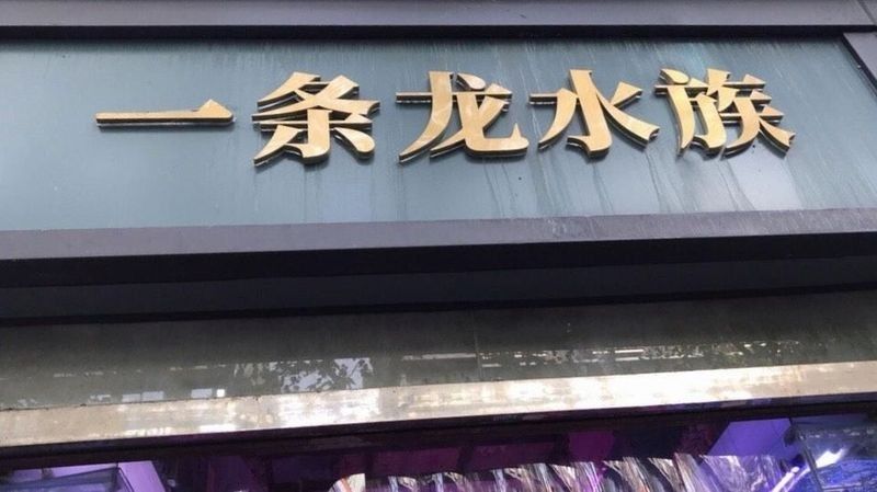 成都龍魚市場哪個最大（成都最大的龍魚市場在哪里？） 成都龍魚市場哪個最大（成都最大的龍魚市場在哪里？） 龍魚百科 第3張