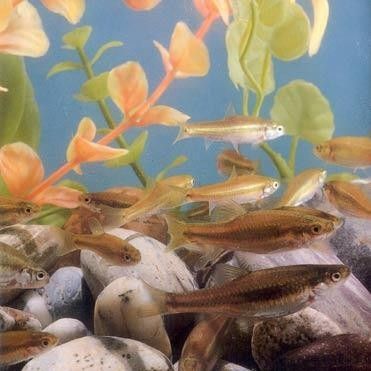 哪種魚更稀有？（哪種魚更稀有） 哪種魚更稀有？（哪種魚更稀有） 龍魚百科 第6張