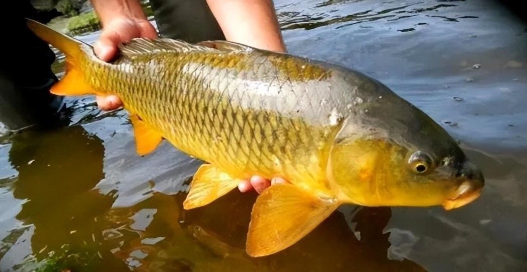 哪種魚更稀有？（哪種魚更稀有） 哪種魚更稀有？（哪種魚更稀有） 龍魚百科 第4張