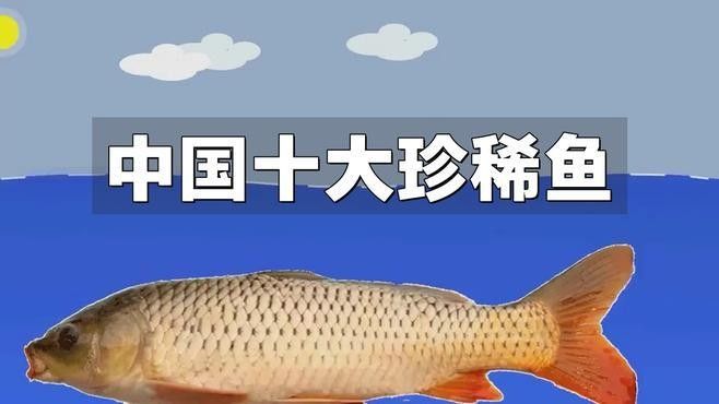 哪種魚更稀有？（哪種魚更稀有） 哪種魚更稀有？（哪種魚更稀有） 龍魚百科 第1張