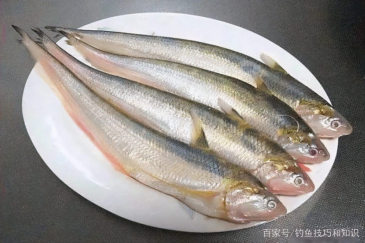 哪種魚更稀有？（哪種魚更稀有） 哪種魚更稀有？（哪種魚更稀有） 龍魚百科 第5張