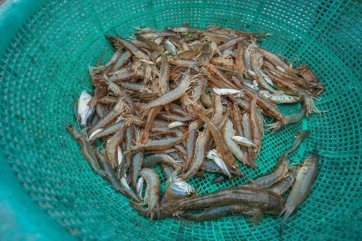白子招財龍飼料多久喂一次
