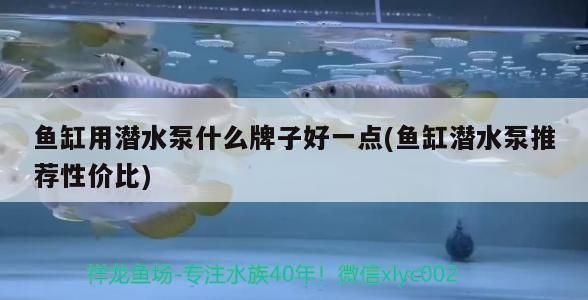 魚(yú)缸用潛水泵什么牌子好一點(diǎn)(魚(yú)缸潛水泵推薦性價(jià)比)（魚(yú)缸潛水泵什么牌子好一點(diǎn)）