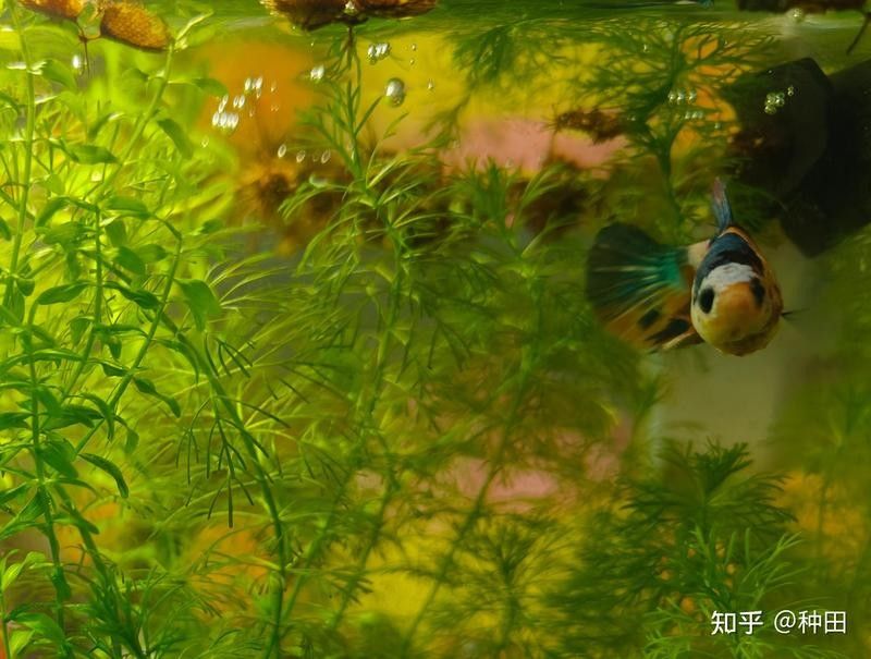 白底魚缸適合養(yǎng)什么魚？（白底魚缸適合養(yǎng)什么魚）