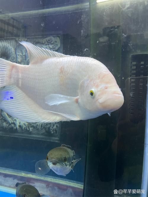 白底魚缸適合養(yǎng)什么魚？（白底魚缸適合養(yǎng)什么魚）