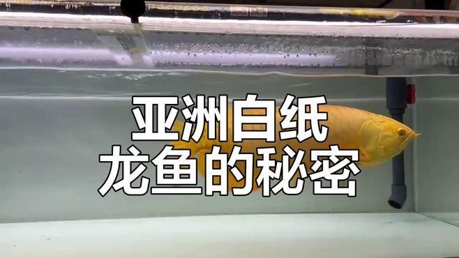 如何區(qū)分白子龍魚的品種（如何區(qū)分白子龍魚？）