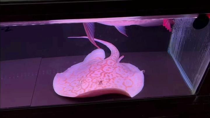 如何區(qū)分白子龍魚的品種（如何區(qū)分白子龍魚？）