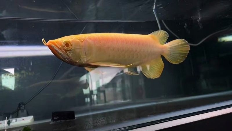 如何區(qū)分白子龍魚的品種（如何區(qū)分白子龍魚？）
