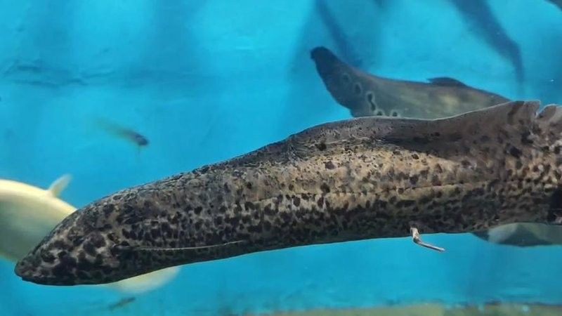 奉節(jié)哪個水族館龍魚好？祥龍魚場龍魚（北京哪個水族館龍魚好）