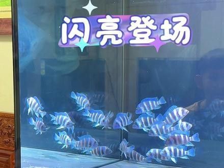 奉節(jié)哪個水族館龍魚好？祥龍魚場龍魚（北京哪個水族館龍魚好）