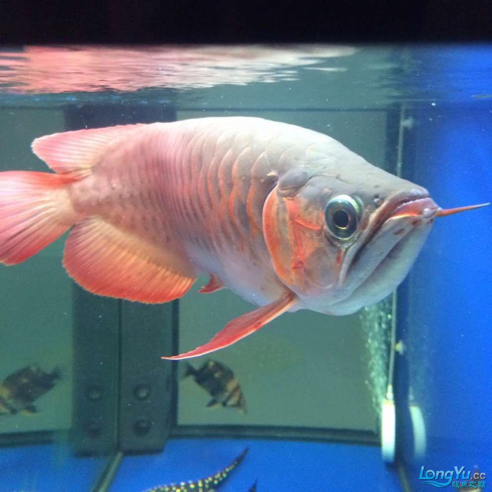 吐血轉移至號角成品底部濾缸1508060限度自舉（吐血轉移至號角成品底部濾缸）