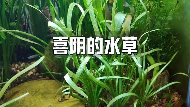 龍魚缸適合養(yǎng)哪些植物