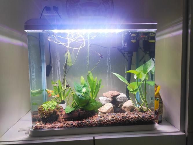 龍魚缸適合養(yǎng)哪些植物