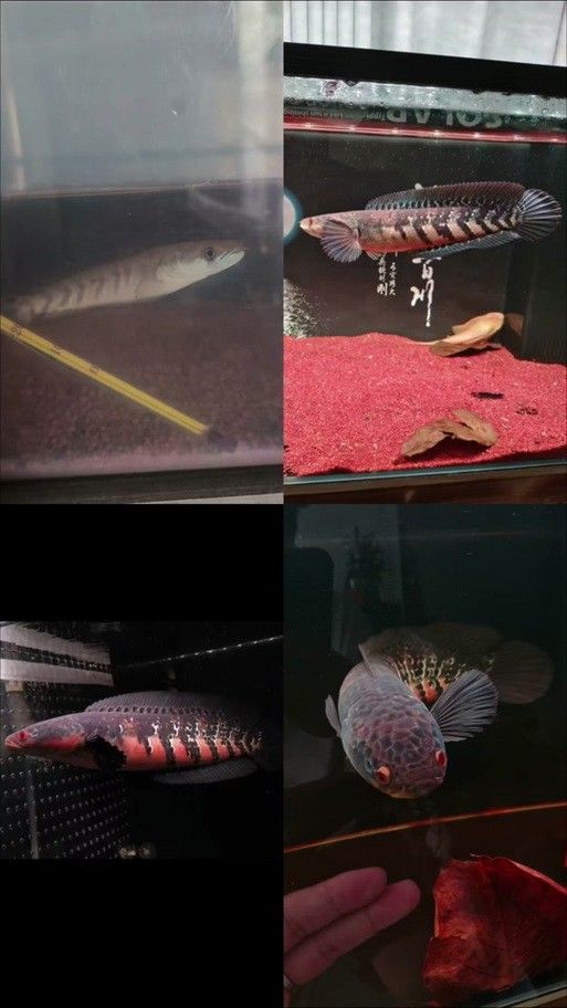 紅帝王黑魔神雷龍魚爆花后如何護理？（帝王黑魔神雷龍魚爆花后的護理）